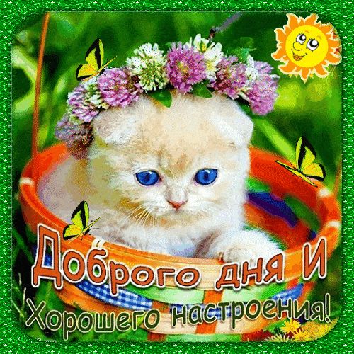 Открытка «Кот»: Котёнок желает доброго дня и хорошего настроения!. Тэги: животное, пожелание, улыбка, красивая…