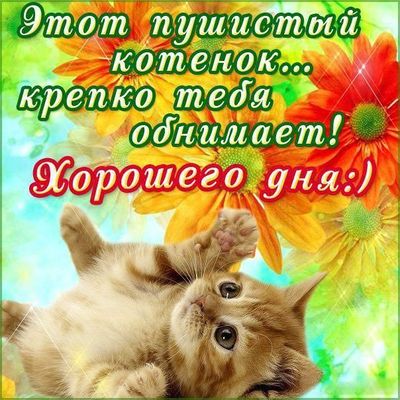 Открытка «Животное»: Милый котенок и пожелание хорошего дня!. Тэги: пожелание, улыбка, красивая, позитив, радость…