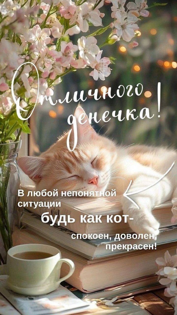 Открытка «Кот»: Отличного денечка! Мудрое пожелание с котом. Тэги: животное, пожелание, отличное настроение, улыбка…