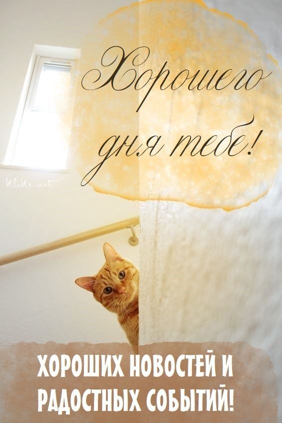 Открытка «Кот»: Хорошего дня: пожелание радости и позитива. Тэги: животное, пожелание, улыбка, красивая, позитив…