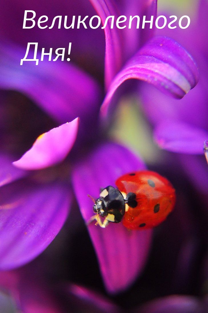 Открытка «Животное»: Великолепного Дня! Чудесное пожелание. Тэги: пожелание, улыбка, красивая, позитив, радость…