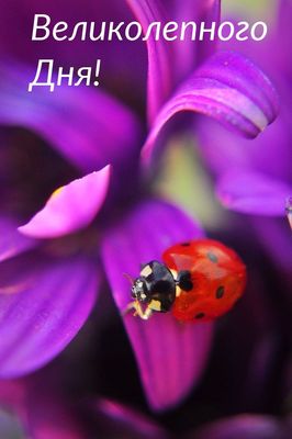 Открытка «Животное»: Великолепного Дня! Чудесное пожелание. Тэги: пожелание, улыбка, красивая, позитив, радость…