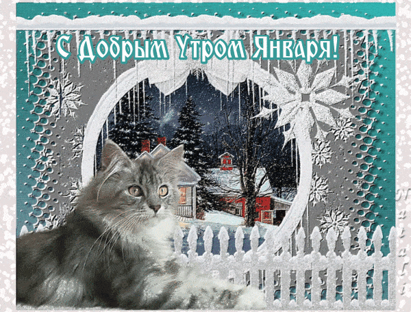 Открытка «Кот»: Доброе Утро Января! Красивая зимняя открытка. Тэги: животное, пожелание, утро, красивая, позитив, окно…