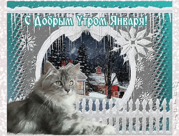 Открытка «Кот»: Доброе Утро Января! Красивая зимняя открытка. Тэги: животное, пожелание, утро, красивая, позитив, окно…