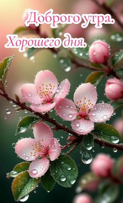 Открытка «Пожелание»: Доброго утра и хорошего дня: нежные цветы. Тэги: утро, красивая, радость, цветок, настроение…
