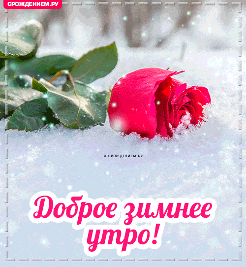 Открытка «Пожелание»: Доброе зимнее утро! Нежная роза в снегу. Тэги: утро, красивая, позитив, радость, цветок, настро…