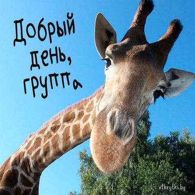 Открытка «Животное»: Добрый день, группа! Позитив и улыбка с жирафом. Тэги: пожелание, улыбка, друг, подруга, красивая…
