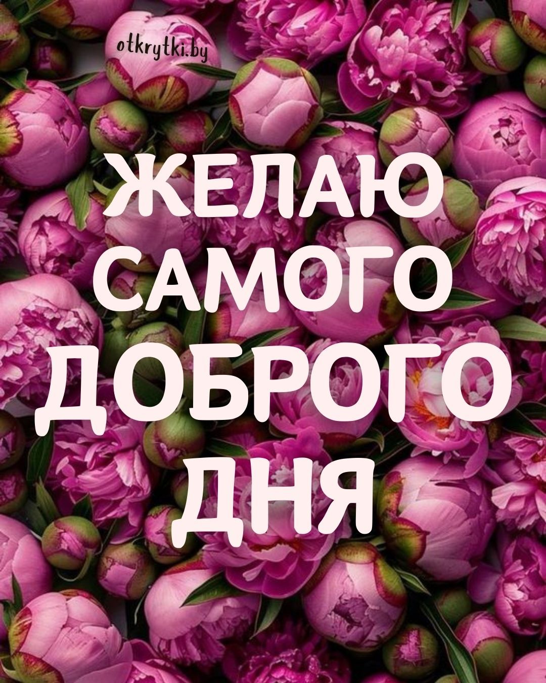 Открытка «Пожелание»: Желаю Доброго Дня: красивые цветы и пожелание. Тэги: друг, подруга, мужчина, женщина, красивая…