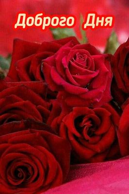 Открытка «Пожелание»: Доброго Дня! Красные розы и теплое пожелание. Тэги: улыбка, мужчина, женщина, хорошее настроение…