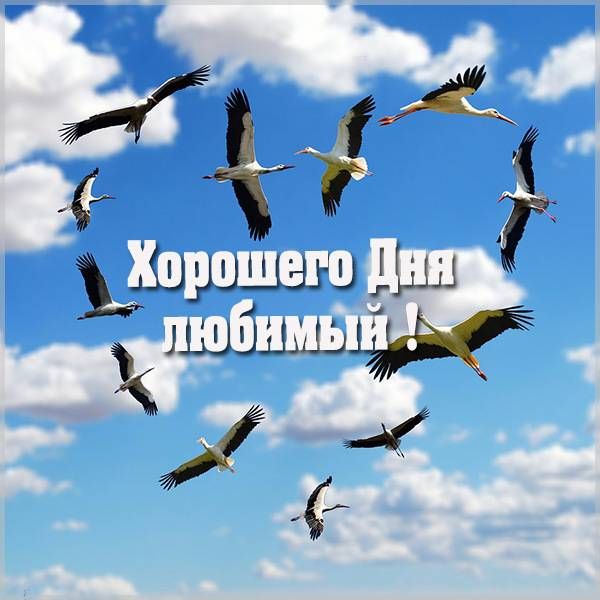 Открытка «Пожелание»: Хорошего дня, любимый! Красивое пожелание. Тэги: хорошего дня, друг, мужчина, красивая, позитив…