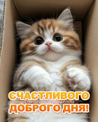 Открытка «Кот»: Счастливого Доброго Дня! Милый котенок для настроения. Тэги: животное, пожелание, улыбка, позитив…