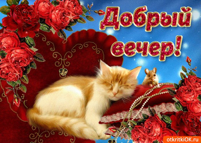 Открытка «Кот»: Добрый вечер! Нежная открытка с котиком и розами. Тэги: животное, пожелание, красивая, сердце, настро…