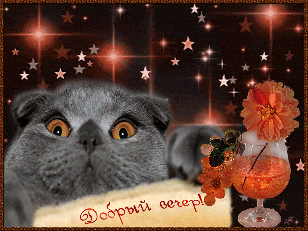 Открытка «Кот»: Добрый вечер! Милый кот желает прекрасного вечера. Тэги: животное, пожелание, друг, красивая, позитив…