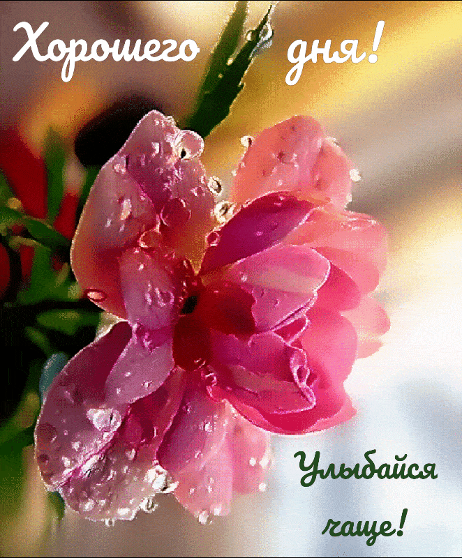 Открытка «Пожелание»: Хорошего дня! Красивый цветок и улыбка. Тэги: улыбка, утро, позитив, радость, цветок, нежность…