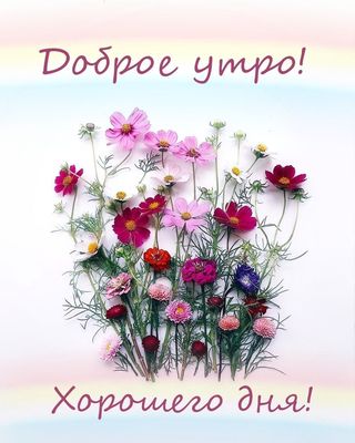 Открытка «Пожелание»: Доброе утро! Цветы для прекрасного настроения. Тэги: друг, подруга, женщина, красивая, позитив…