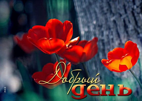Открытка «Пожелание»: Добрый день с яркими тюльпанами: прекрасное пожелание. Тэги: красивая, позитив, радость, добрый…