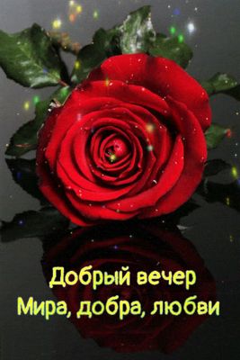 Открытка «Пожелание»: Добрый вечер с пожеланием мира, добра, любви и красной розой. Тэги: красивая, позитив, цветок…