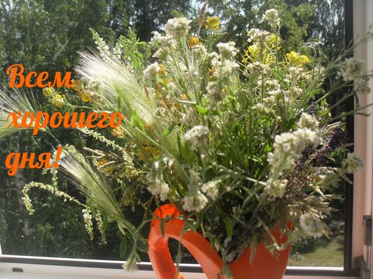 Открытка «Пожелание»: Пожелание хорошего дня с летним букетом. Тэги: красивая, радость, цветок, окно, настроение, лето…