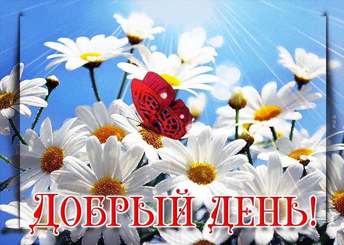 Открытка «Улыбка»: Чудесный Добрый день! Пожелание с бабочкой и ромашками. Тэги: красивая, позитив, хорошее настроение…