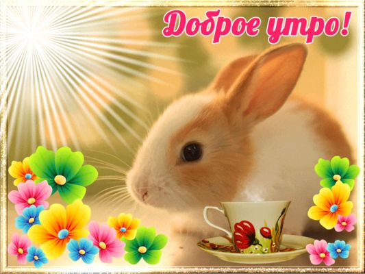 Открытка «Животное»: Доброе утро: милый зайчик, солнце и цветы!. Тэги: пожелание, улыбка, утро, красивая, позитив…