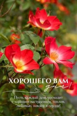 Открытка «Пожелание»: Хорошего дня! Пожелание с красивыми розами. Тэги: улыбка, красивая, хорошее настроение, сердце…