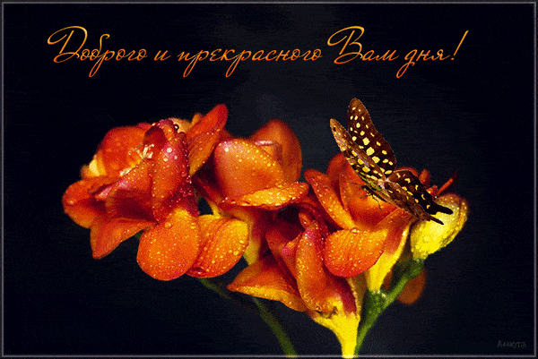 Открытка «Пожелание»: Доброго и прекрасного дня! Красивая открытка. Тэги: улыбка, позитив, хорошее настроение, радость…