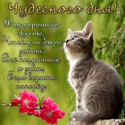 Открытка «Кот»: Чудесного дня! Открытка с милым котенком и пожеланием. Тэги: животное, пожелание, улыбка, позитив…