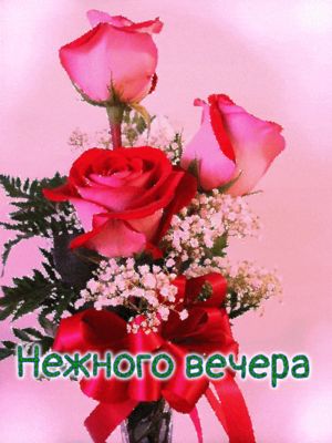 Открытка «Пожелание»: Нежного вечера: красивые розы и пожелание. Тэги: красивая, цветок, настроение, нежная, красный…