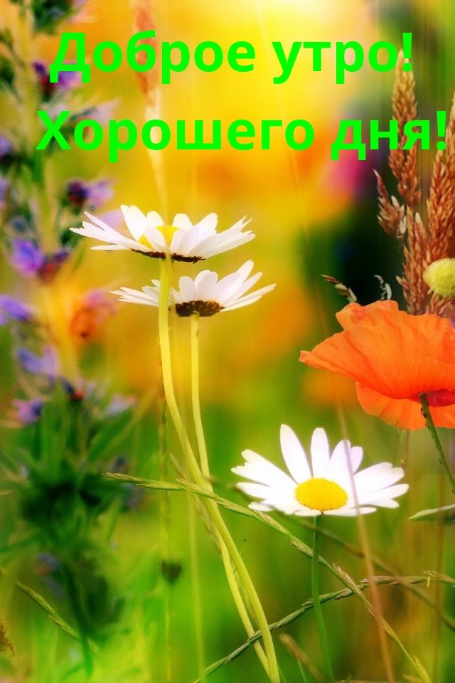 Открытка «Пожелание»: Доброе утро! Хорошего дня: ромашки и солнце. Тэги: утро, красивая, позитив, хорошее настроение…