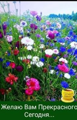 Открытка «Пожелание»: Прекрасного Сегодня! Открытка с цветами и пожеланием. Тэги: улыбка, позитив, радость, цветок…