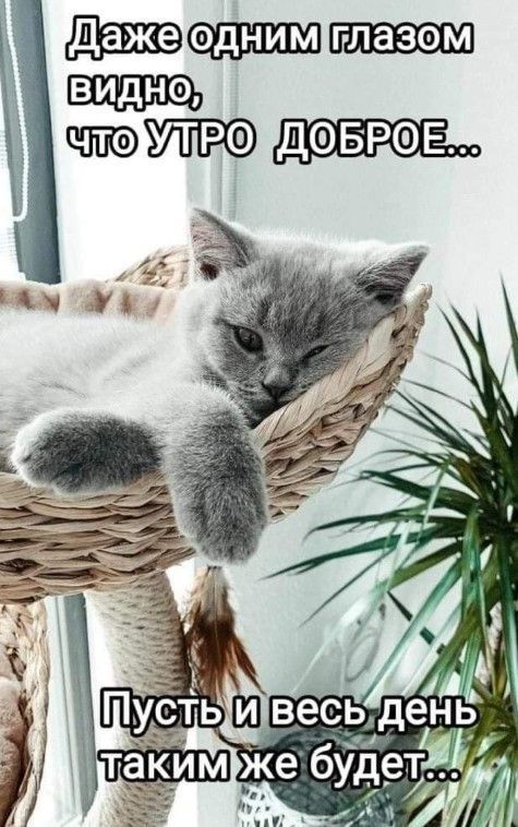 Открытка «С добрым утром»: Доброе утро с милым котом! Позитив на весь день. Тэги: С добрым утром, с котами!, С добрым…