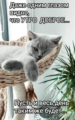 Открытка «С добрым утром»: Доброе утро с милым котом! Позитив на весь день. Тэги: С добрым утром, с котами!, С добрым…