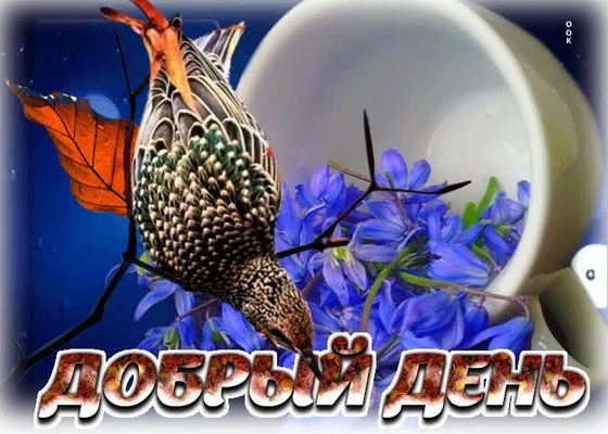 Открытка «Пожелание»: Добрый день! Красивая открытка с птицей и цветами. Тэги: улыбка, друг, красивая, позитив…