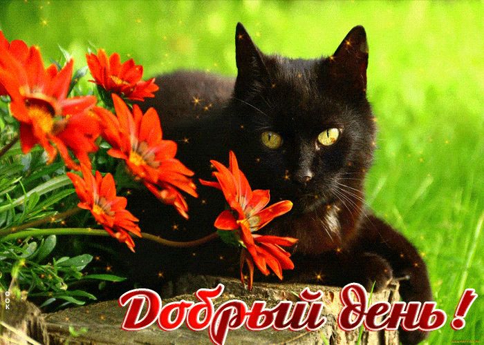 Открытка «Добрый день»: Милый кот и цветы: Открытка с пожеланием Добрый день!. Тэги: Добрый день и добрые пожелания…