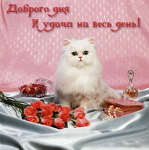 Открытка «Добрый день»: Доброго дня и удачи с милым котиком и розами. Тэги: Добрый день, красивые, Добрый день…