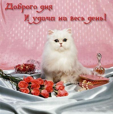 Открытка «Добрый день»: Доброго дня и удачи с милым котиком и розами. Тэги: Добрый день, красивые, Добрый день…
