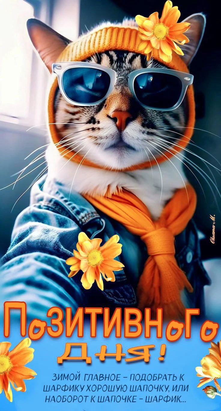 Открытка «Кот»: Кот в очках: Позитивного дня и отличное настроение!. Тэги: животное, юмор, прикольная, смешная, шапка…
