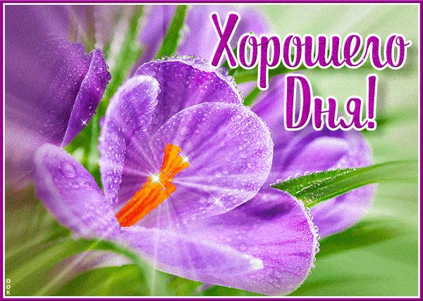 Открытка «Пожелание»: Хорошего дня! Яркий весенний цветок.. Тэги: утро, красивая, позитив, хорошее настроение, цветок…