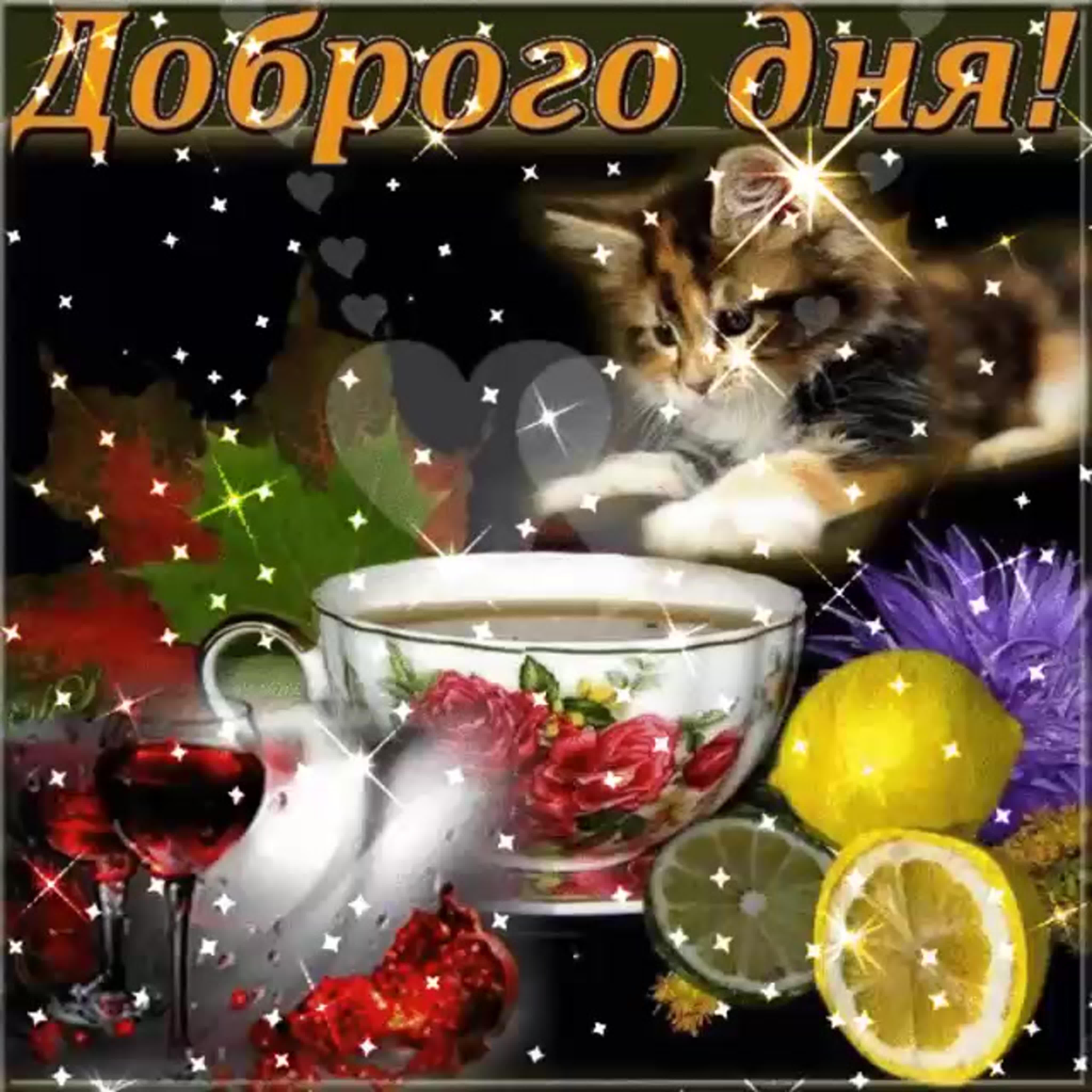 Открытка «Кот»: Доброго дня: милый кот, кофе и позитив. Тэги: пожелание, улыбка, красивая, кофе, позитив, радость…