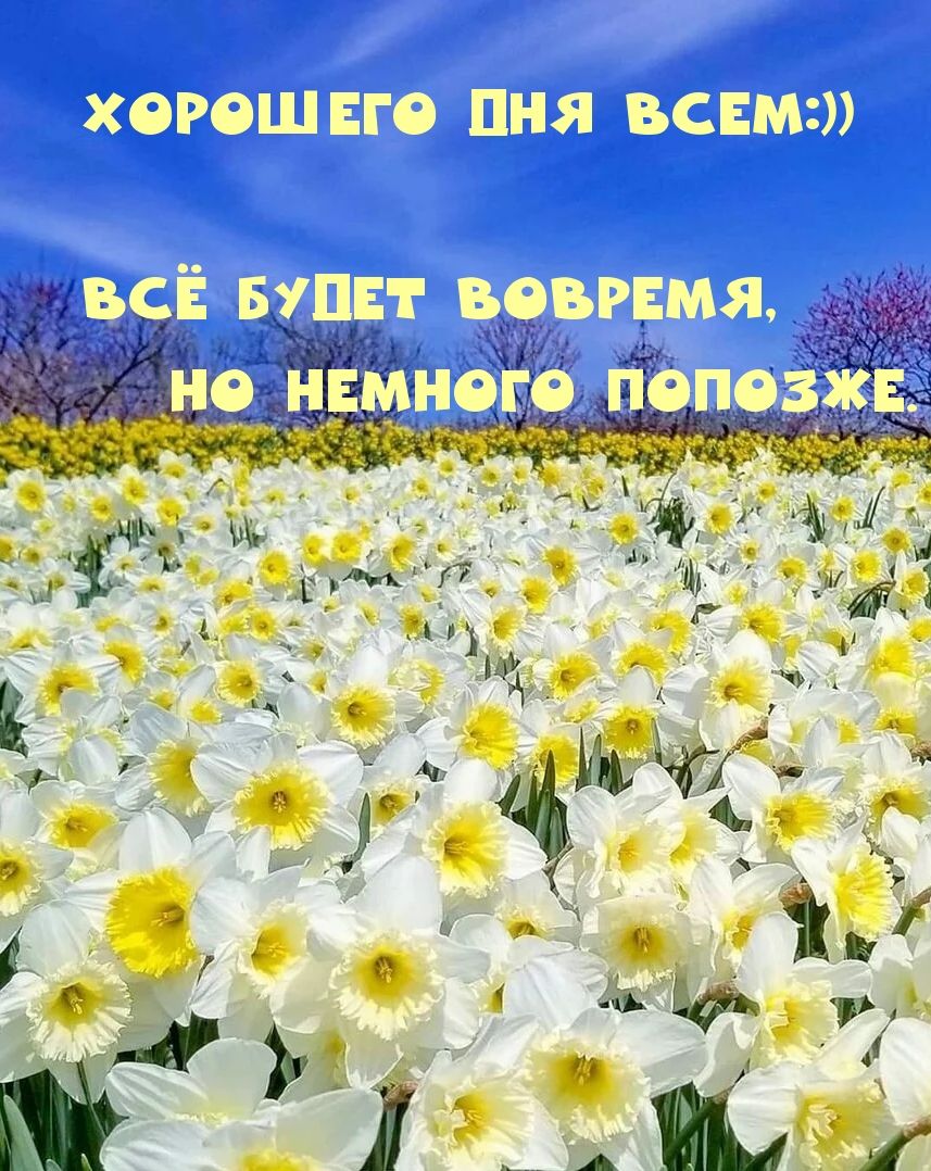 Открытка «Добрый день»: Хорошего дня всем: нежные нарциссы и позитив. Тэги: Добрый день и добрые пожелания, Добрый де…