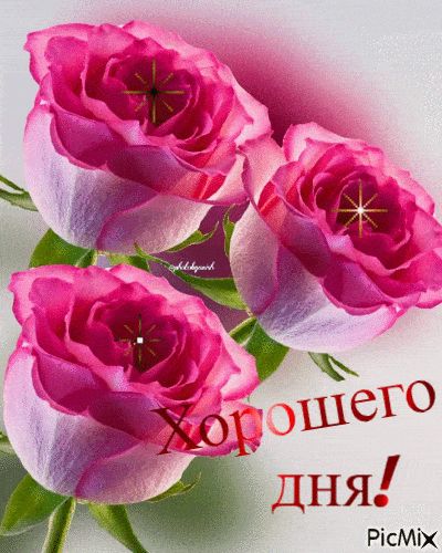Открытка «Пожелание»: Яркая открытка Хорошего дня с нежными розами. Тэги: утро, красивая, позитив, радость, цветок…