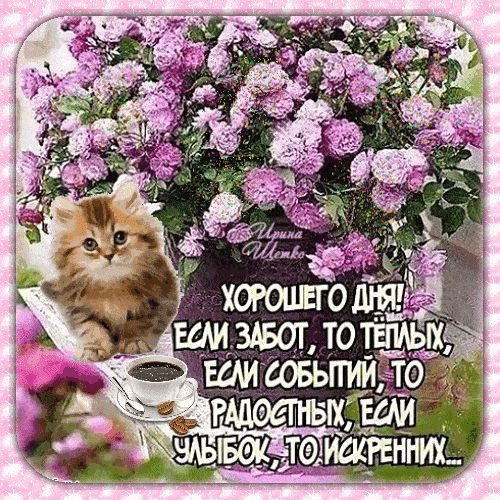 Открытка «Кот»: Хорошего дня! Пожелание с котиком и цветами. Тэги: животное, пожелание, улыбка, красивая, кофе…