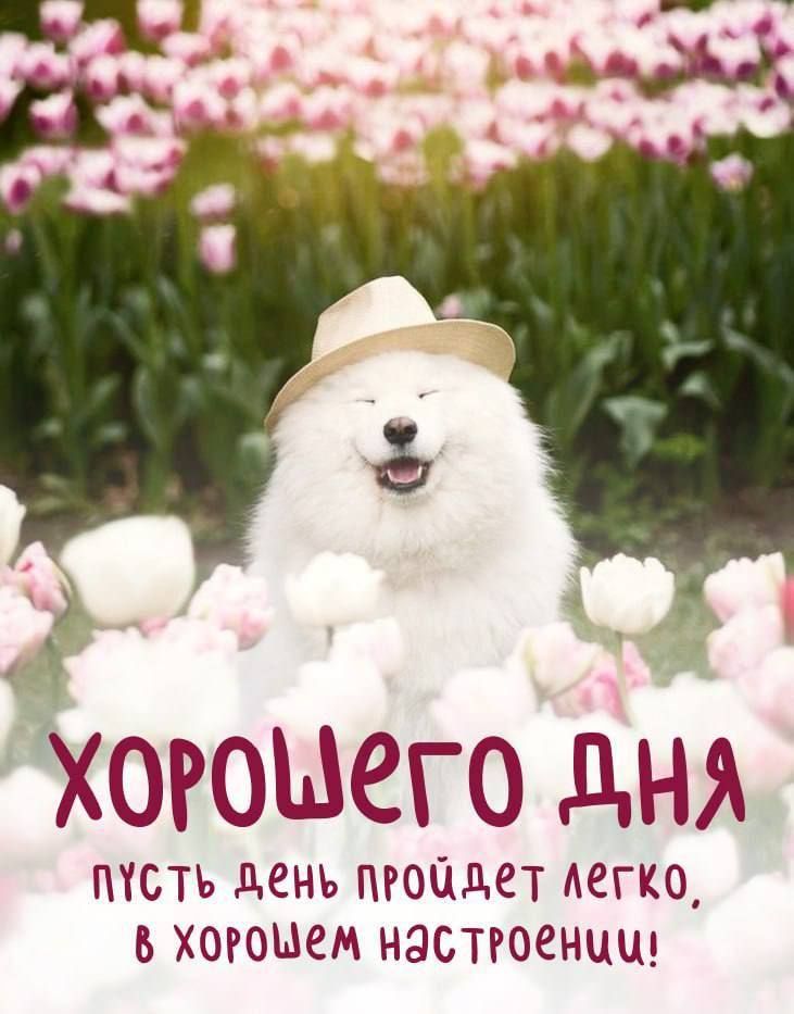 Открытка «Животное»: Хорошего дня с улыбкой! Милый пес и тюльпаны. Тэги: пожелание, хорошего дня, прикольная, улыбка…