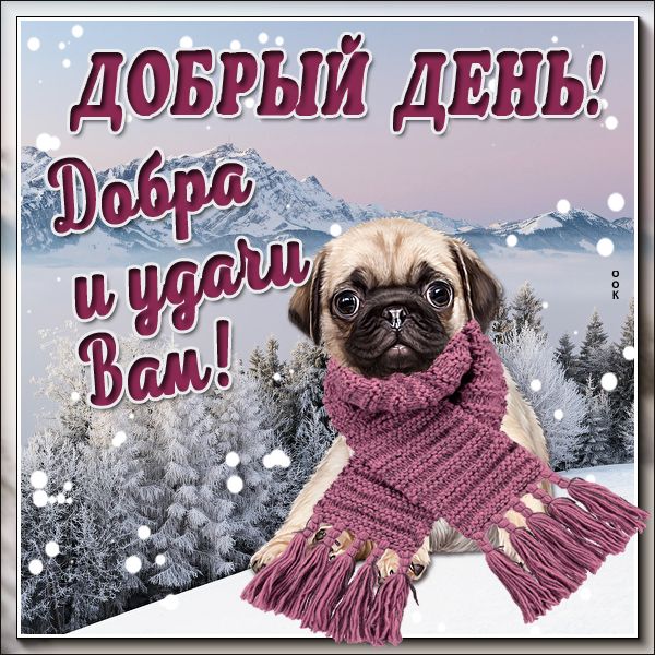 Открытка «Животное»: Добрый День! Мопс желает добра и удачи. Тэги: пожелание, шарф, красивая, позитив, добрый день…