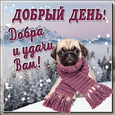 Открытка «Животное»: Добрый День! Мопс желает добра и удачи. Тэги: пожелание, шарф, красивая, позитив, добрый день…