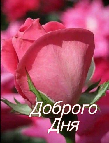 Открытка «Пожелание»: Доброго Дня! Красивая роза для позитивного настроения. Тэги: красивая, позитив, радость, добрый…