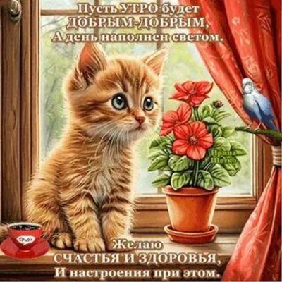 Открытка «Кот»: Доброе утро с милым котиком: пожелание счастья и здоровья. Тэги: животное, пожелание, утро, красивая…