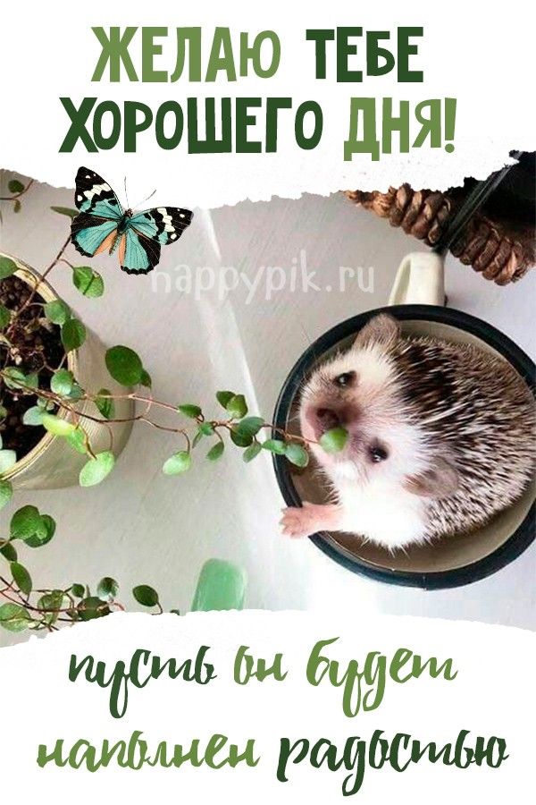 Открытка «Животное»: Желаю Хорошего Дня! Открытка с милым ежиком и радостью. Тэги: пожелание, улыбка, красивая…