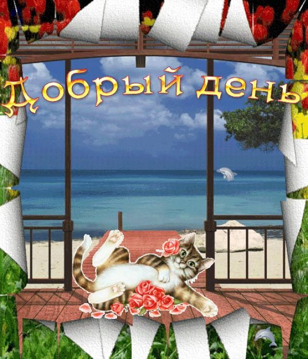 Открытка «Кот»: Позитивный добрый день! Кот и море. Тэги: пожелание, улыбка, красивая, позитив, радость, добрый день…
