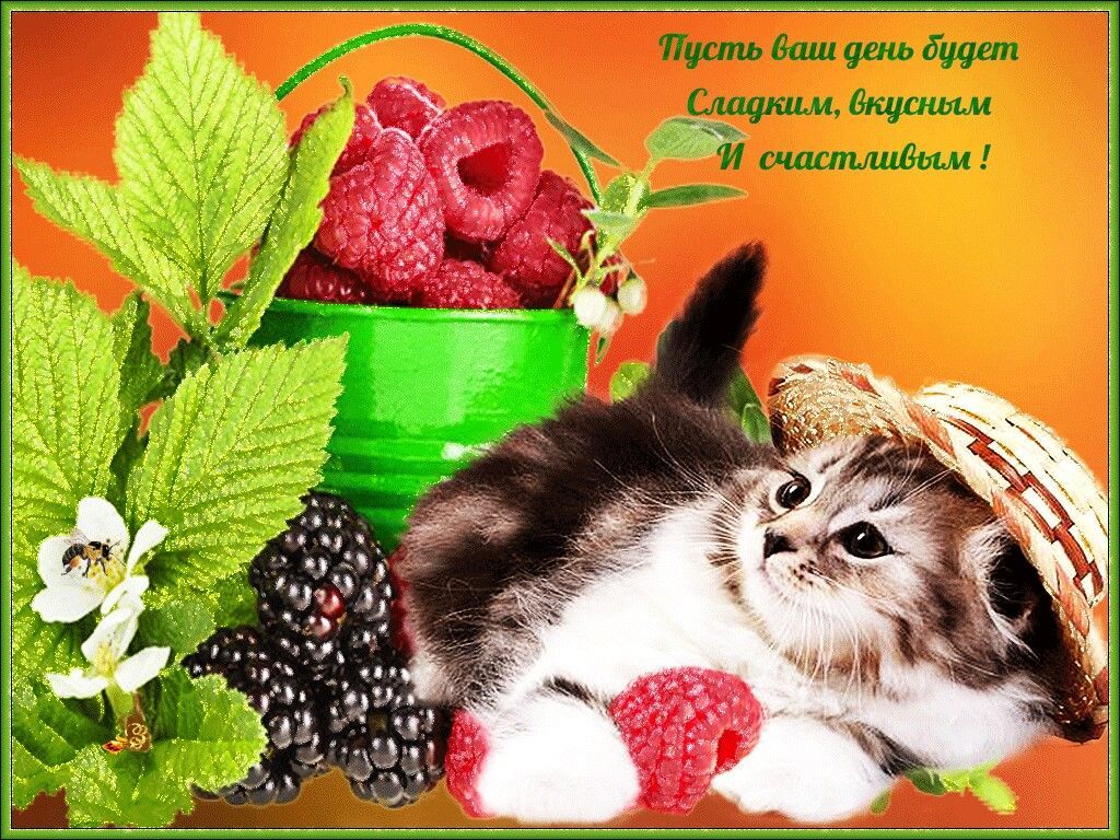 Открытка «Животное»: Сладкий и счастливый день с милым котиком и ягодами!. Тэги: пожелание, красивая, позитив, радость…